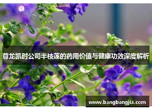 尊龙凯时公司半枝莲的药用价值与健康功效深度解析